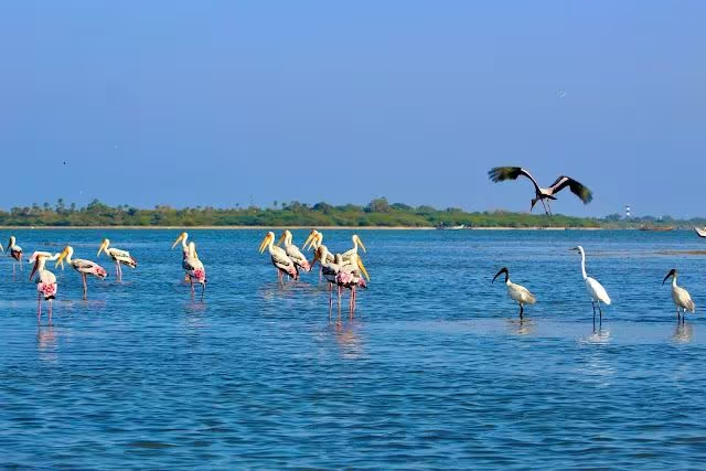Nellore